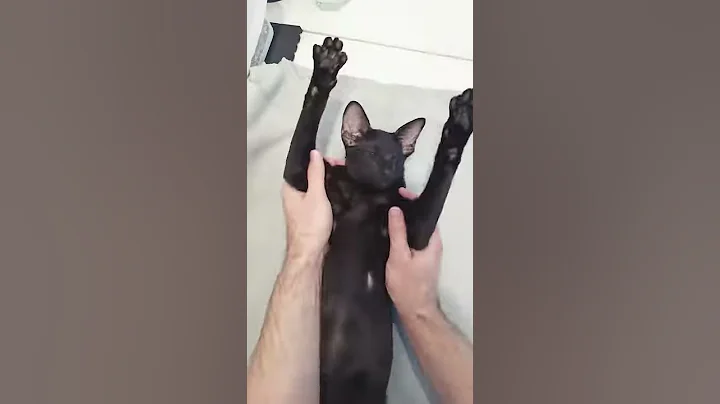 Video 201821: black oriental shorthair cat, oriental shorthair kitten, beautiful oriental black kitten, shorthair cat dancing