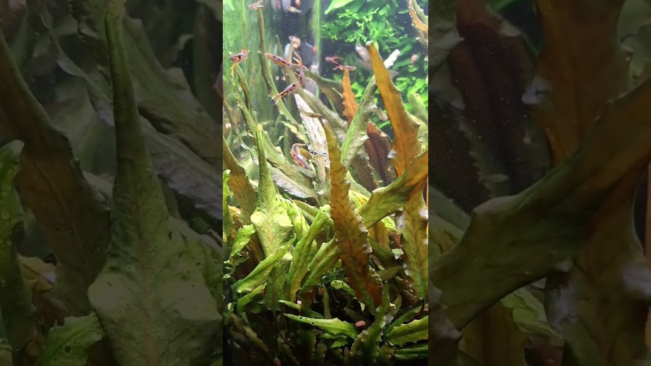 Mon aquarium est prêt 🐟🌿 L’astuce catappa qui aide vraiment l’aquarium !
