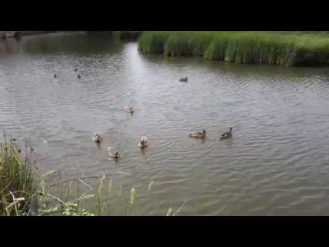 LOOK AT THESE DUCKS.