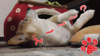 爆睡からのビックリ寝起き!【コーギーチロ】