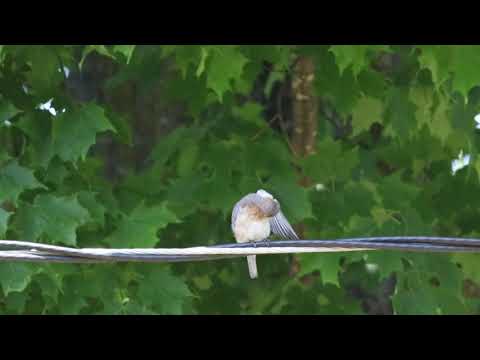 Bluebird preening on a power line on a windy day