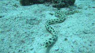 Tiger Snake Eel, Red Sea: Egypt