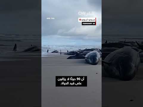 بشكل غريب جنوح جماعي لأكثر من 150 حوت ا على شاطئ بأستراليا