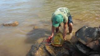 Pescando jaú na mão com Pesca Sossegada