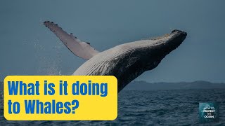 Water Pollution Harming Whales: new study raises question about harmful algal blooms