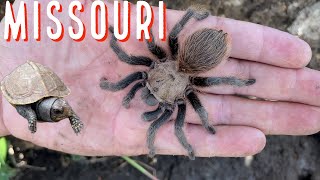 King snakes, Lined Snakes and Tarantulas in Missouri. Plus a bonus animal by Nature In Your Face 568 views 8 months ago 19 minutes