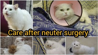 Neuter surgery k bad cats ki care kese Karen | Do's and don't after Cat's neuter surgery |Persiancat