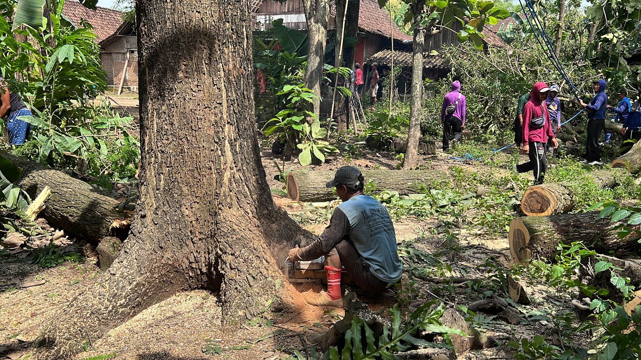 Beautiful wood... Stihl ms 881, Cut down 2 old trembesi tree near the ...