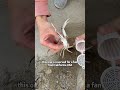 🦀 How to Catch a Ghost Crab Like a Pro (Hidden Beach Ninja Revealed)