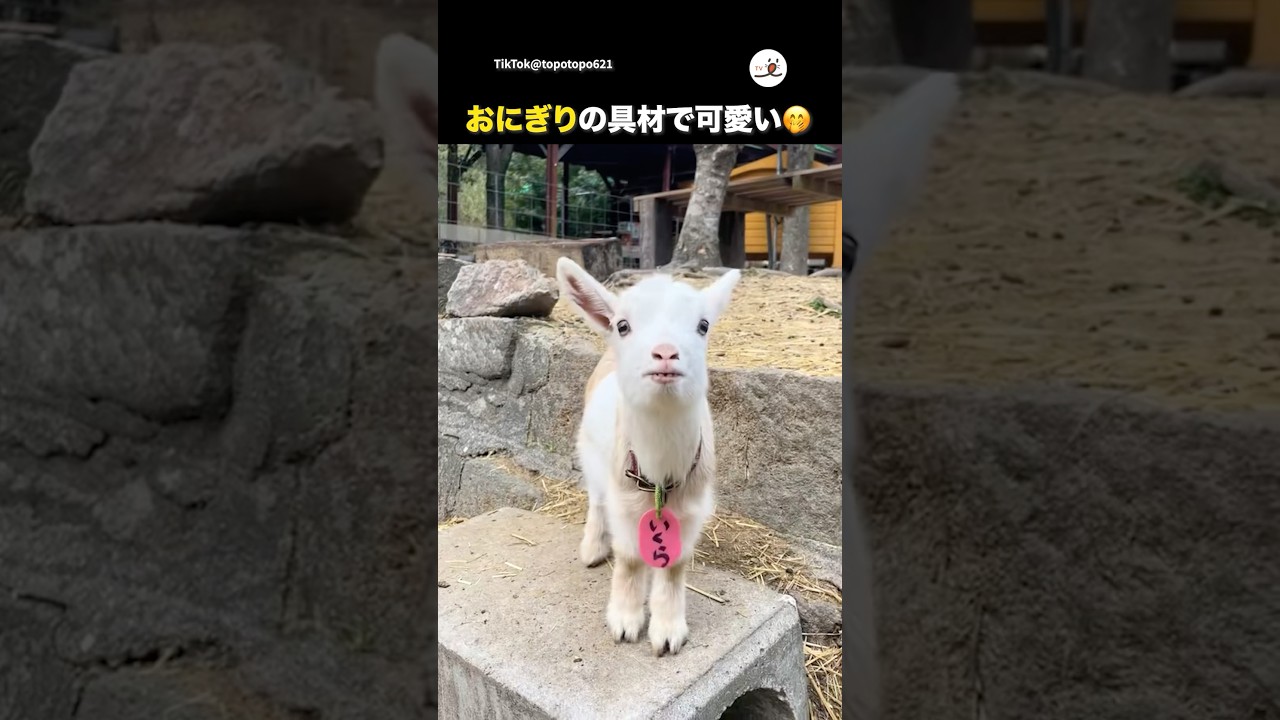 子ヤギさんの名前が…🍙｜PECO
