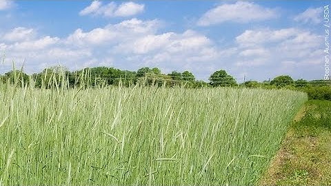 Illinois Farm Bureau awards grants to local projects