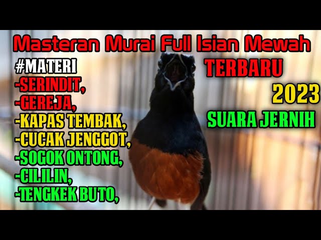 MASTERAN MURAI BATU FULL ISIAN MEWAH TERBARU 2023 class=