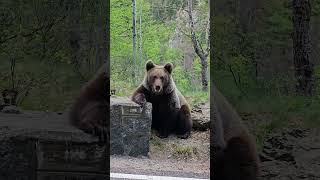Relaxed Bear Spotted in the Wild