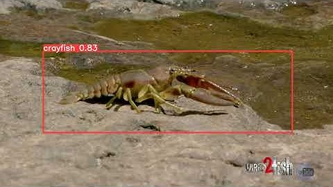 Underwater Crayfish Detection using YOLOv5 nano