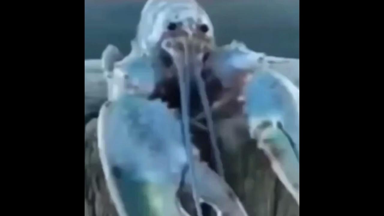 blue lobster jumpscare at 10,000 volume (possibly take off headphones