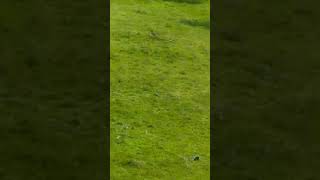 Brave Baby Kangaroo Escapes Wild Dog: A Heart-Pounding Moment of Survival in the Australian Outback