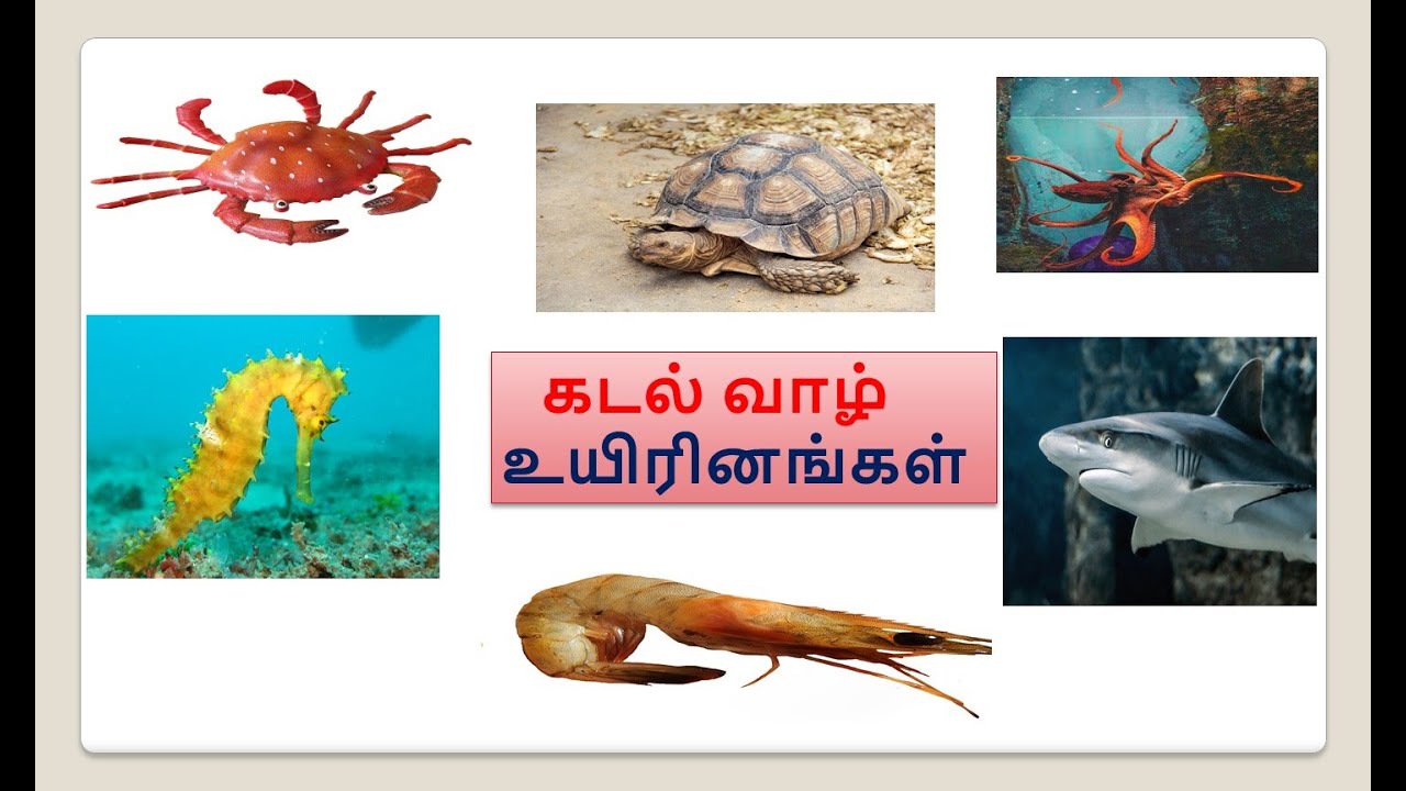 கடல் வாழ் உயிரினங்கள் Sea Animals Name with Picture Tamil Kids