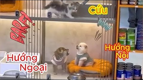Thú cưng nhà tôi là loài gì đó rất khó miêu tả - Những khoảnh khắc hài hước về động vật 2025