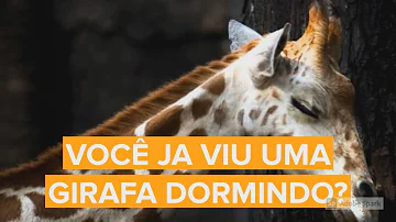 Como a girafa dorme em pé?