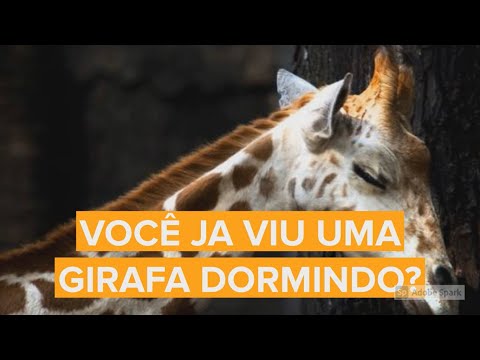 Vídeo: Como Uma Girafa Dorme
