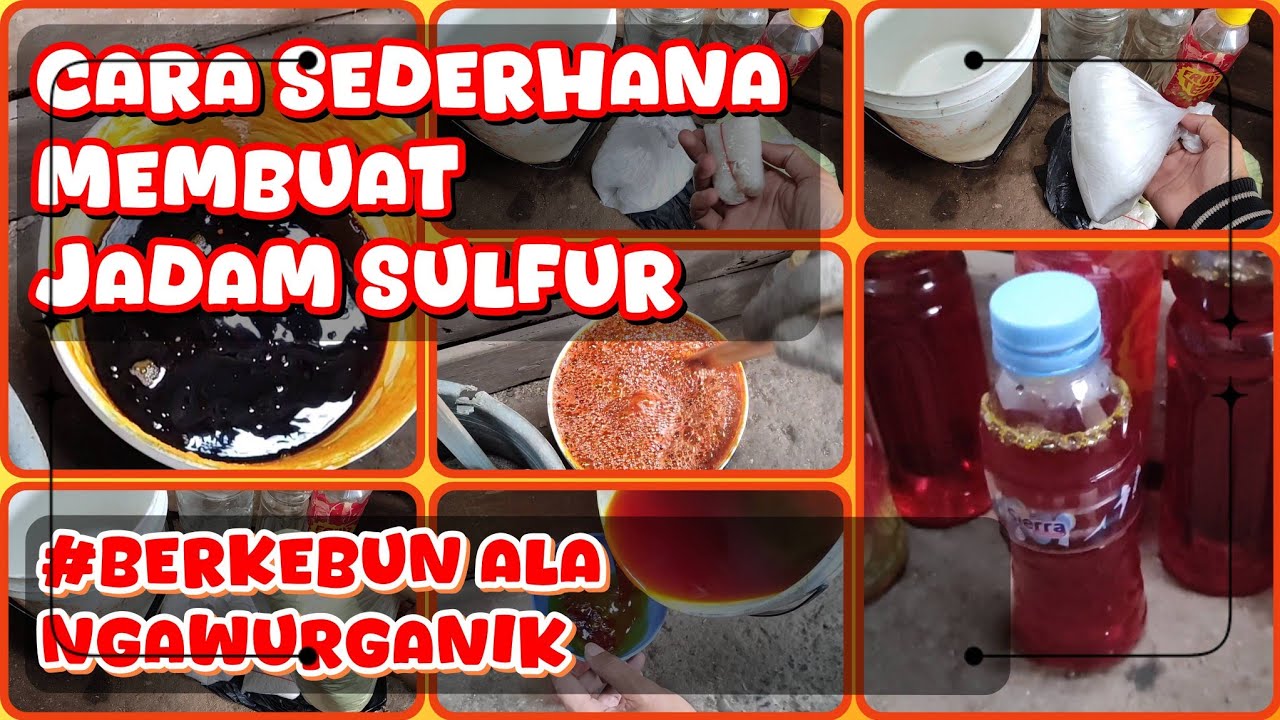 CARA SEDERHANA MEMBUAT JADAM SULFUR ‼️ FUNGISIDA ORGANIK RAMAH LINGKUNGAN