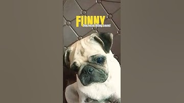 Thumbnail of Dog reaction to head tilting sound 😱 #shorts #viral #trend