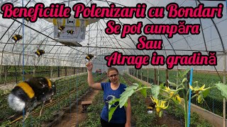 Benefits Of Bumblebee Pollination In Solariums Natural Vegetable Pollination