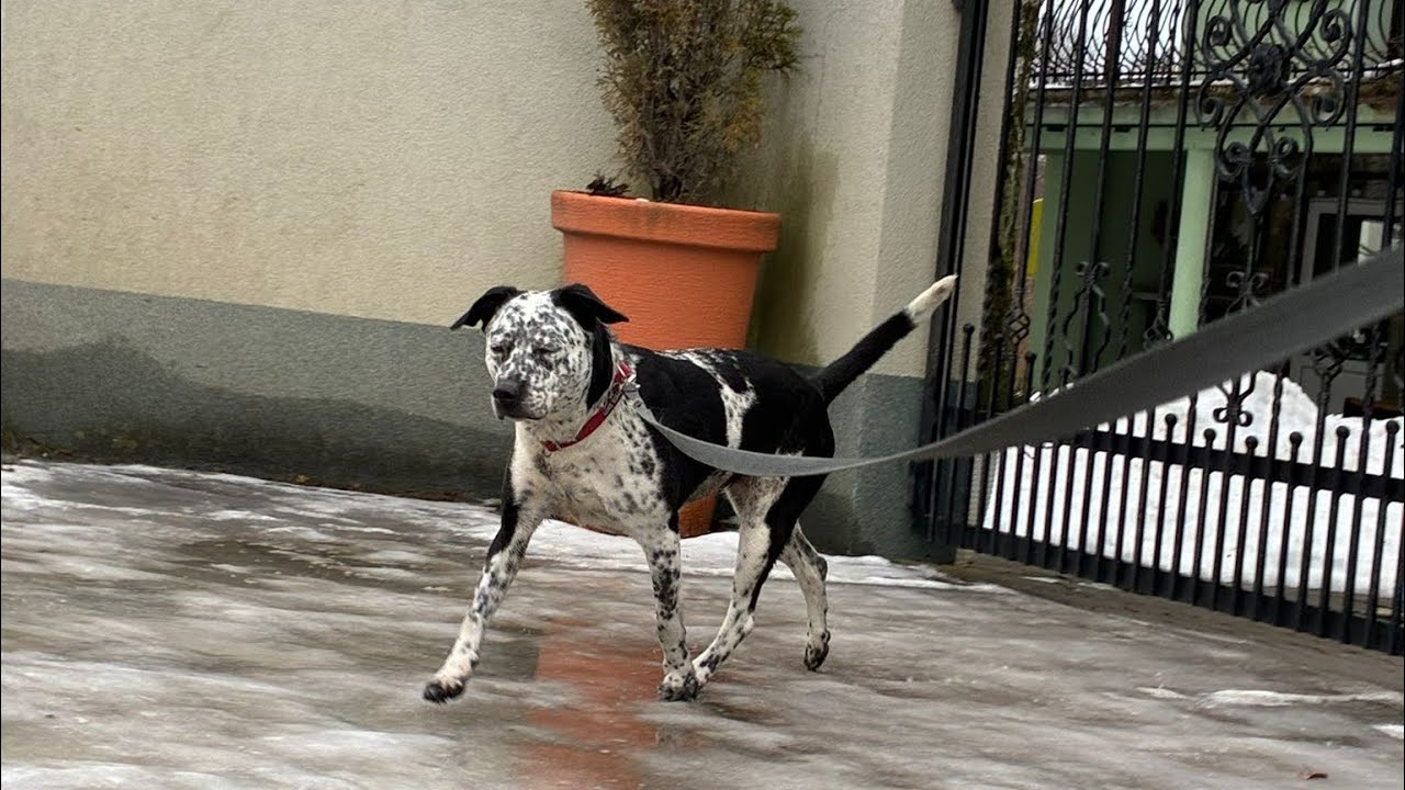 #88 KROPKA W DOMU TYMCZASOWYM 🏡 Spacer po wsi 🏔️ Adoptuj psa 🐶 