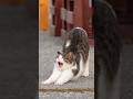 いい伸びだ〜✨Cat Yoga🐈 #cat #島猫 #猫 #ほっこり #stretch #ショート #simabossneko