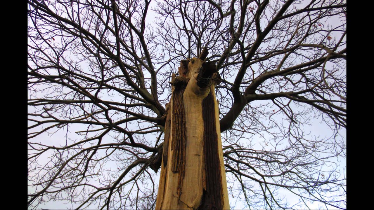 camera iphone 8 plus apk Olivier Messiaen: Petites esquisses d'oiseaux: IV, Played by Albert Lau