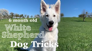 6 month old white shepherd dog tricks