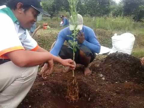 Video: Pokok Oren Pusar: Cara Menanam Jeruk Pusar