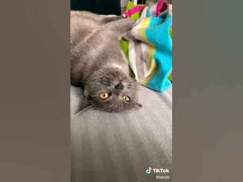 Piosenka o kocie - YouTube