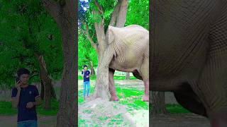 video of animals hiding under the tree 🐘friend,your hero is gone  #youtubeshorts​ #trending​ #india​