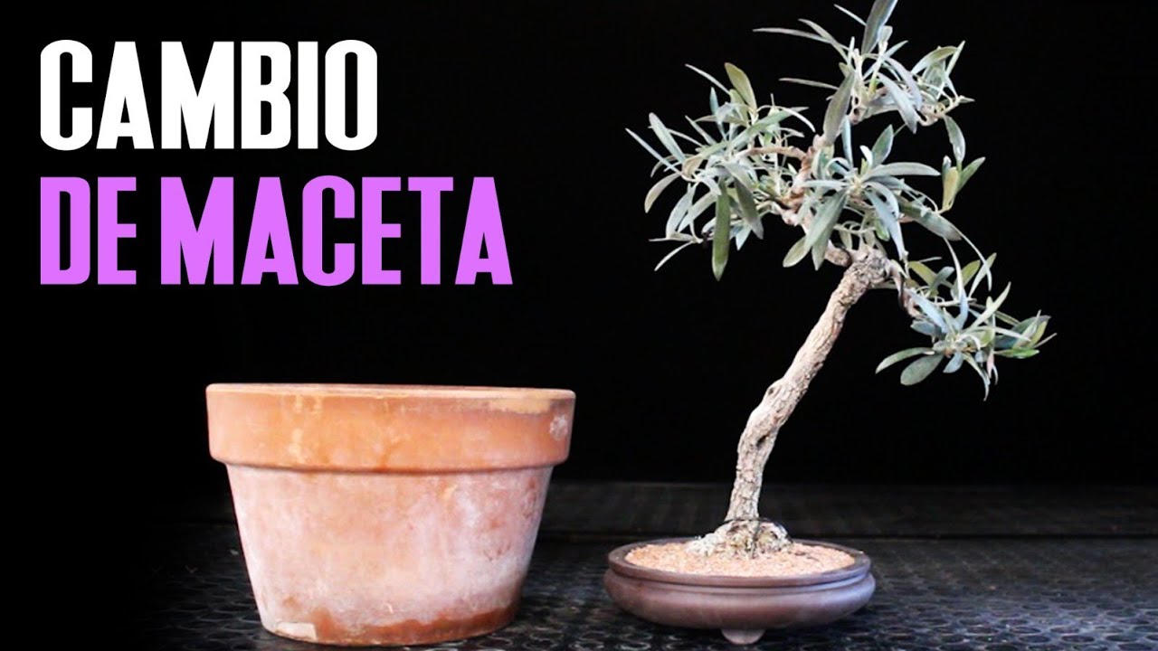 Olivo literati - la importancia de la maceta