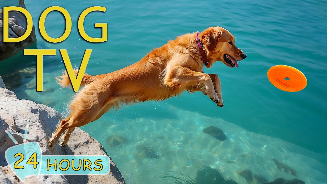 DOG TV for Dogs to Watch: Video Prevent Anxiety & Boredom for Dogs - Best Collection Music for D