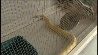 Celebrity Web Extra: Raw Video Of Captured Snake Profile