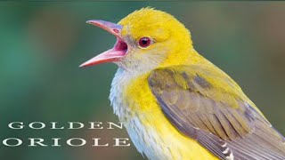 Golden Oriole Bird Song \u0026 Call || WildLife Photography ||
