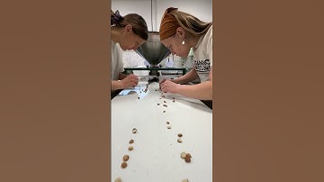 What’s it take to process Hazelnuts?