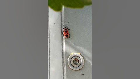 Firebug climbs up a informations showcase