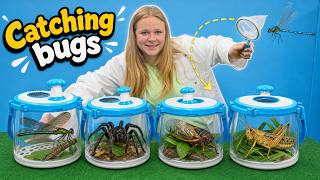 giant bug hunt assistant tries catching spiders cicadas