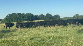 The Cattle Range Listing #405C616