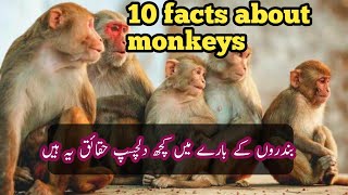 Here are some interesting facts about monkeys: 10 facts about monkeys | Fun facts about monkeys