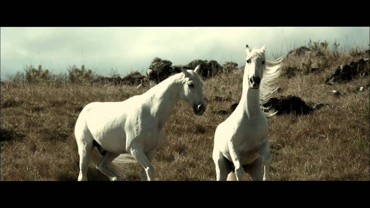 Laid back white horse. White horse wonderland avenue. Молодая лошадь песня. Альбом с белой лошадью. Белые лошади песня.