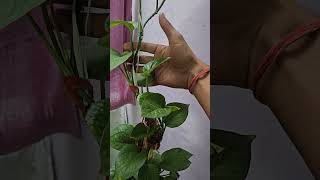 money plant care tips  #garden #luckyplants #youtubeshorts