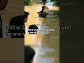 डौगी मां ने मुसीबत मे भी अपने बच्चों का साथ नही छोड़ा ll #dog #animalrescue #shorts