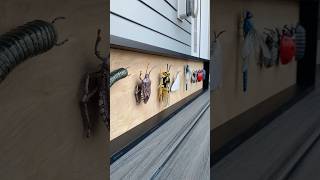 Bug box 🐞Bugs made of cardboard, wire, heavy body acrylic paintWooden case 65 x 12 in. #artist