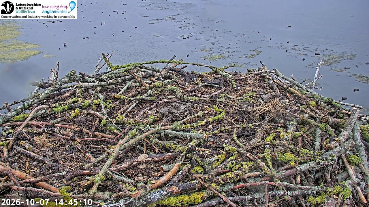 Manton Bay Osprey Nest