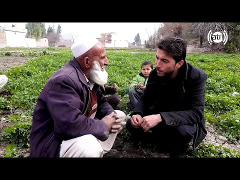 جمع آوری حاصلات گشنیز در ولایت ننگرهار