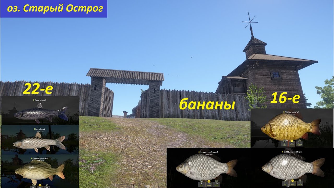 старый острог 42 32. русская рыбалка 4 медвежка карп. карта старый острог русская рыбалка 4. где ловить на остроге. трофейные карпы рр4.